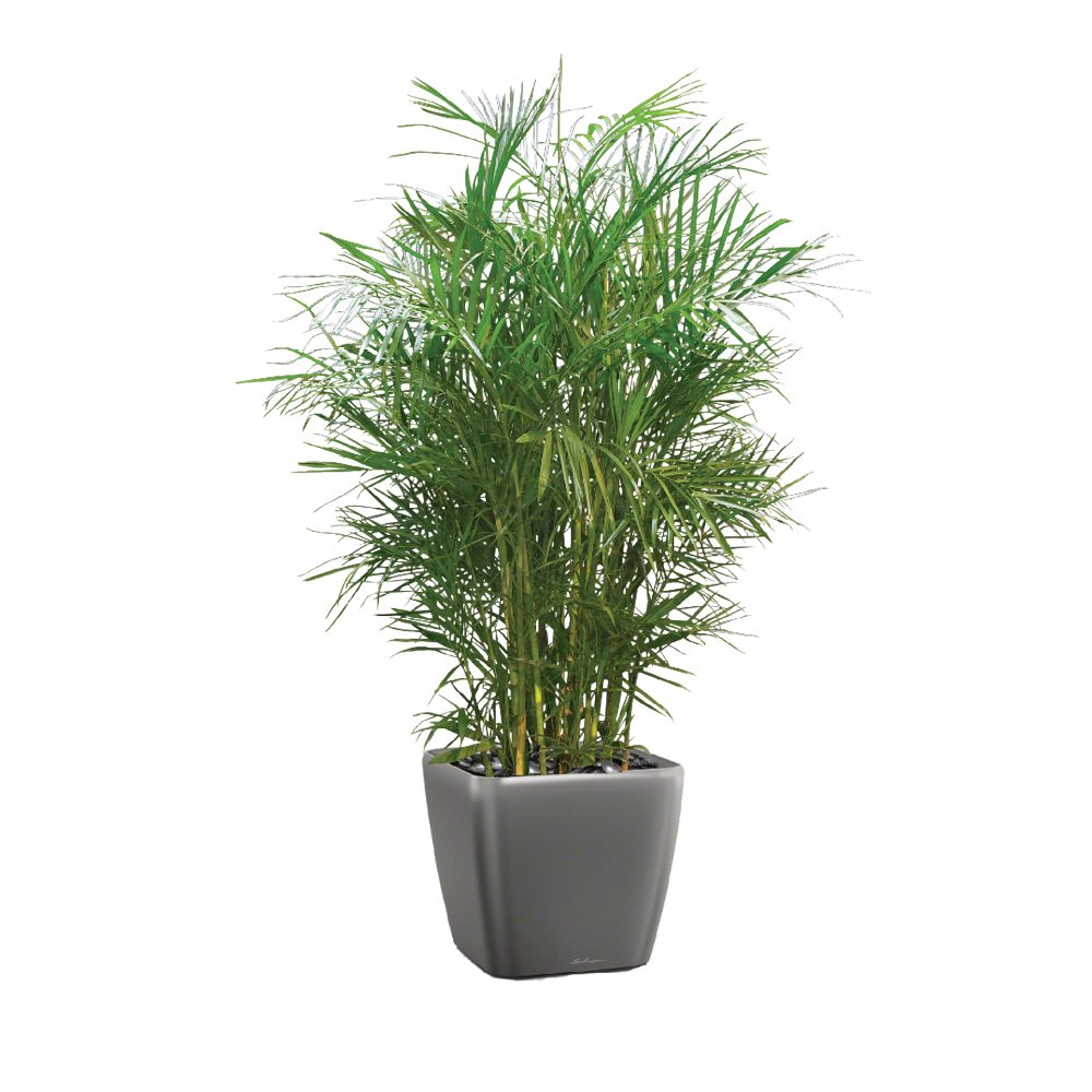 Bamboo Palm Plant Care, Water, Sunlight Guide Plantscape LIVE