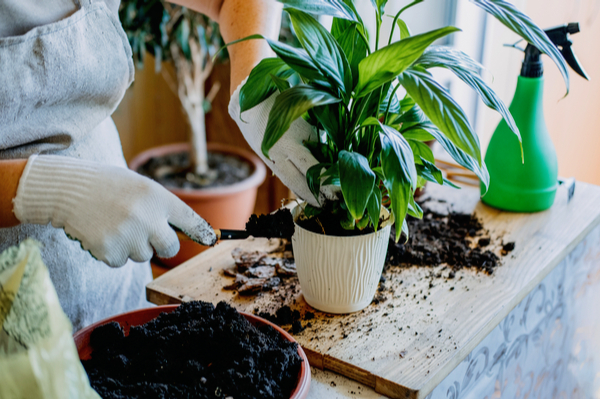 How to Take Care of Indoor Plants