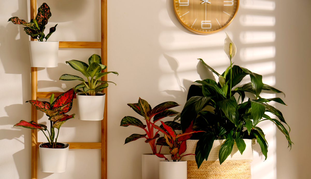 How to Use Grow Lights for Indoor Plants Plantscape LIVE
